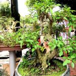 Tài lộc đua nhau ập tới khi trồng những cây này trong nhà